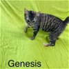 adoptable Cat in fairfield, IL named Genesis