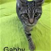 adoptable Cat in fairfield, IL named Gabby