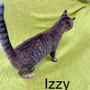 adoptable Cat in Fairfield, IL named Izzy