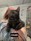 adoptable Cat in Fairfield, IL named Char