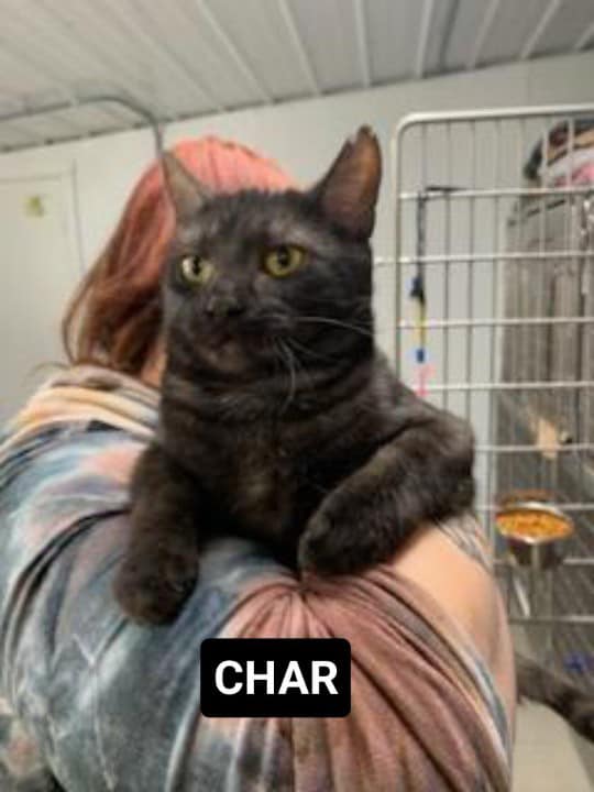Char