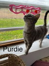 adoptable Cat in Fairfield, IL named Purdie