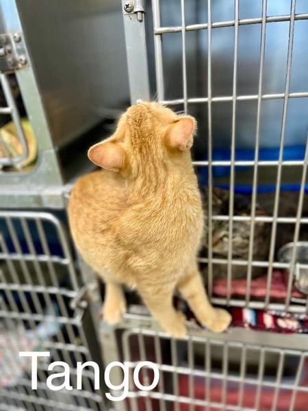 adoptable Cat in Fairfield, IL named Tango