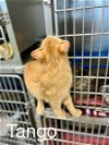 adoptable Cat in fairfield, IL named Tango