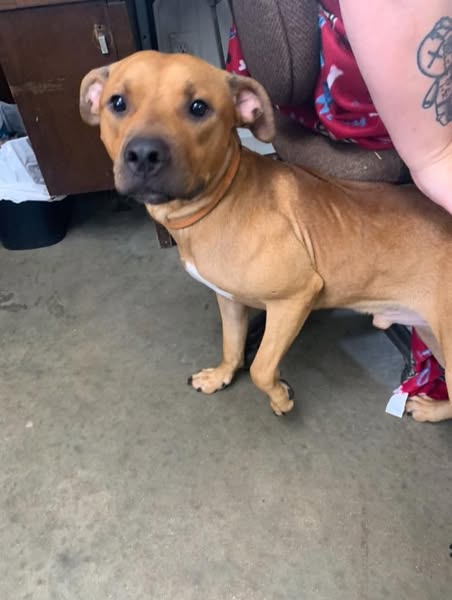 scooby
