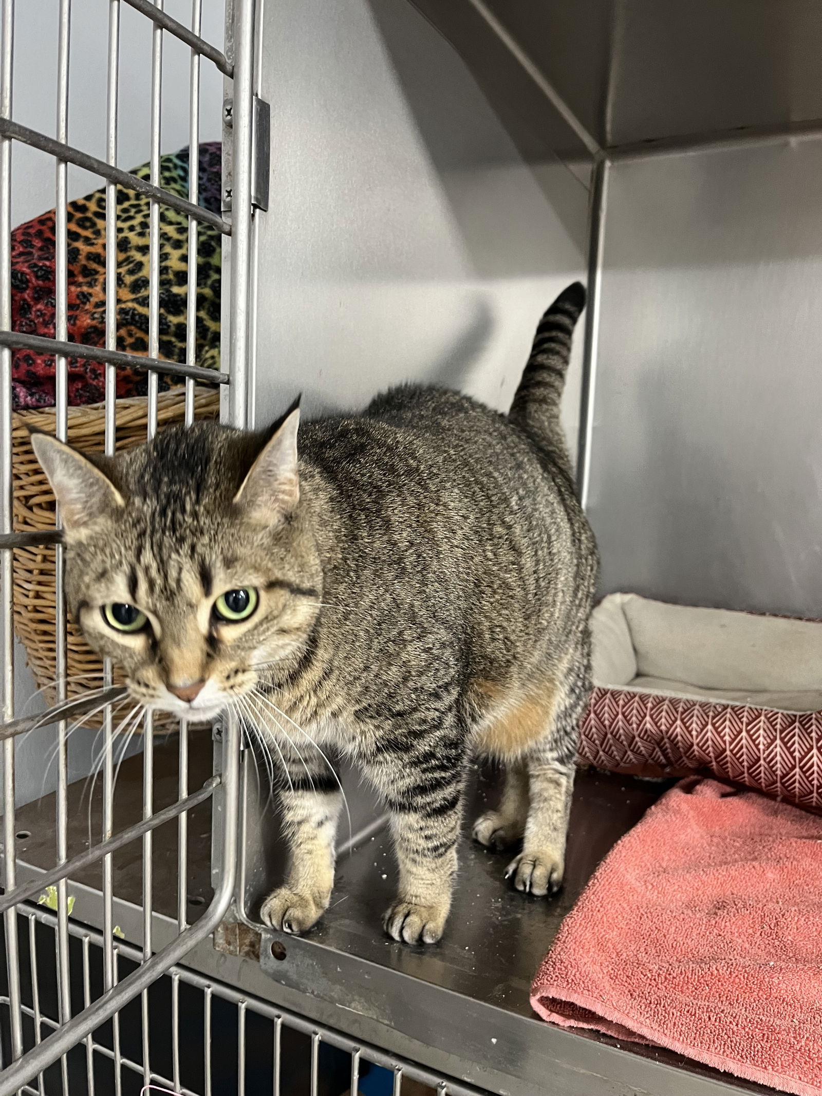 adoptable Cat in Fairfield, IL named Tigger