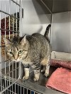 adoptable Cat in fairfield, IL named Tigger