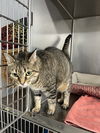 adoptable Cat in Fairfield, IL named Tigger