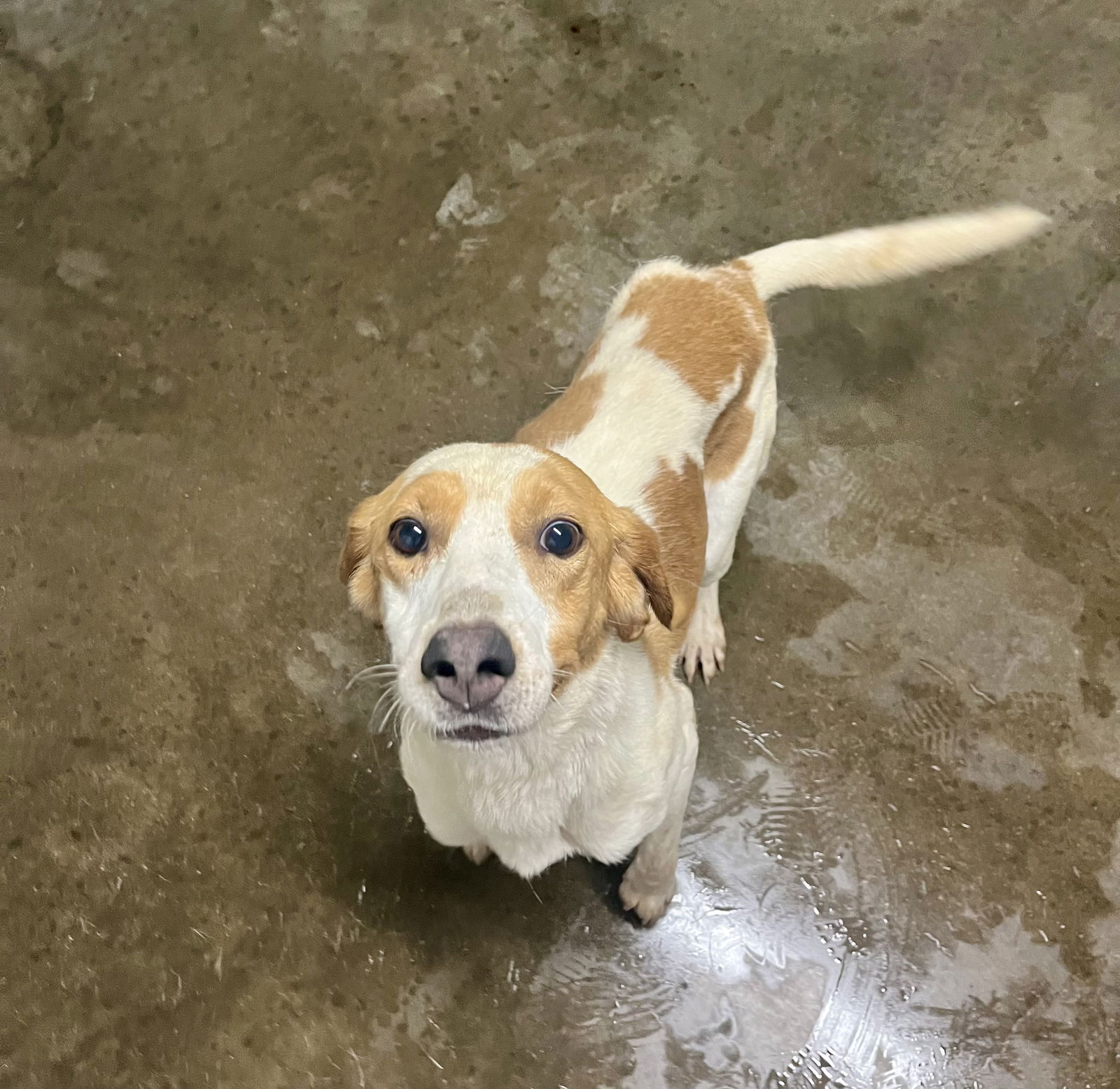 adoptable Dog in Fairfield, IL named Hunter