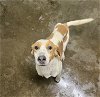 adoptable Dog in , IL named Hunter
