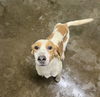 adoptable Dog in , IL named Hunter