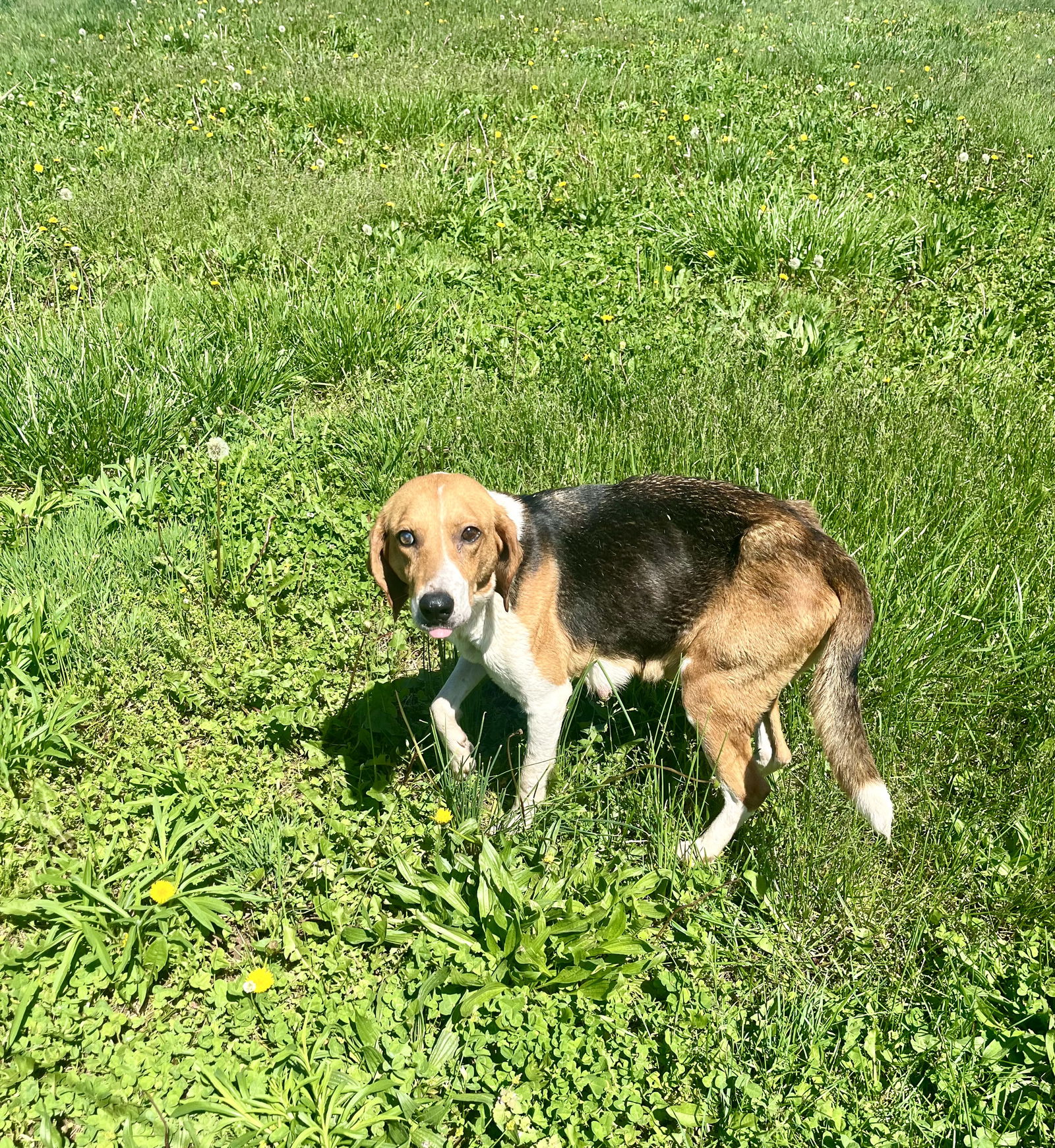 adoptable Dog in Fairfield, IL named Huntress