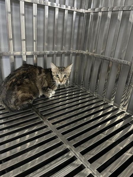 adoptable Cat in Fairfield, IL named Zinnia