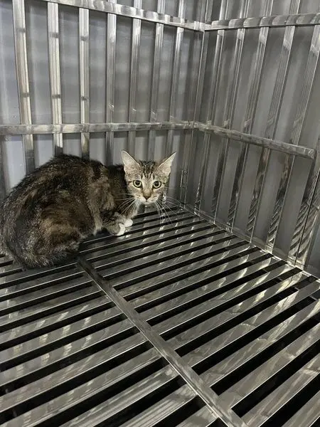 Zinnia - Domestic Short Hair
