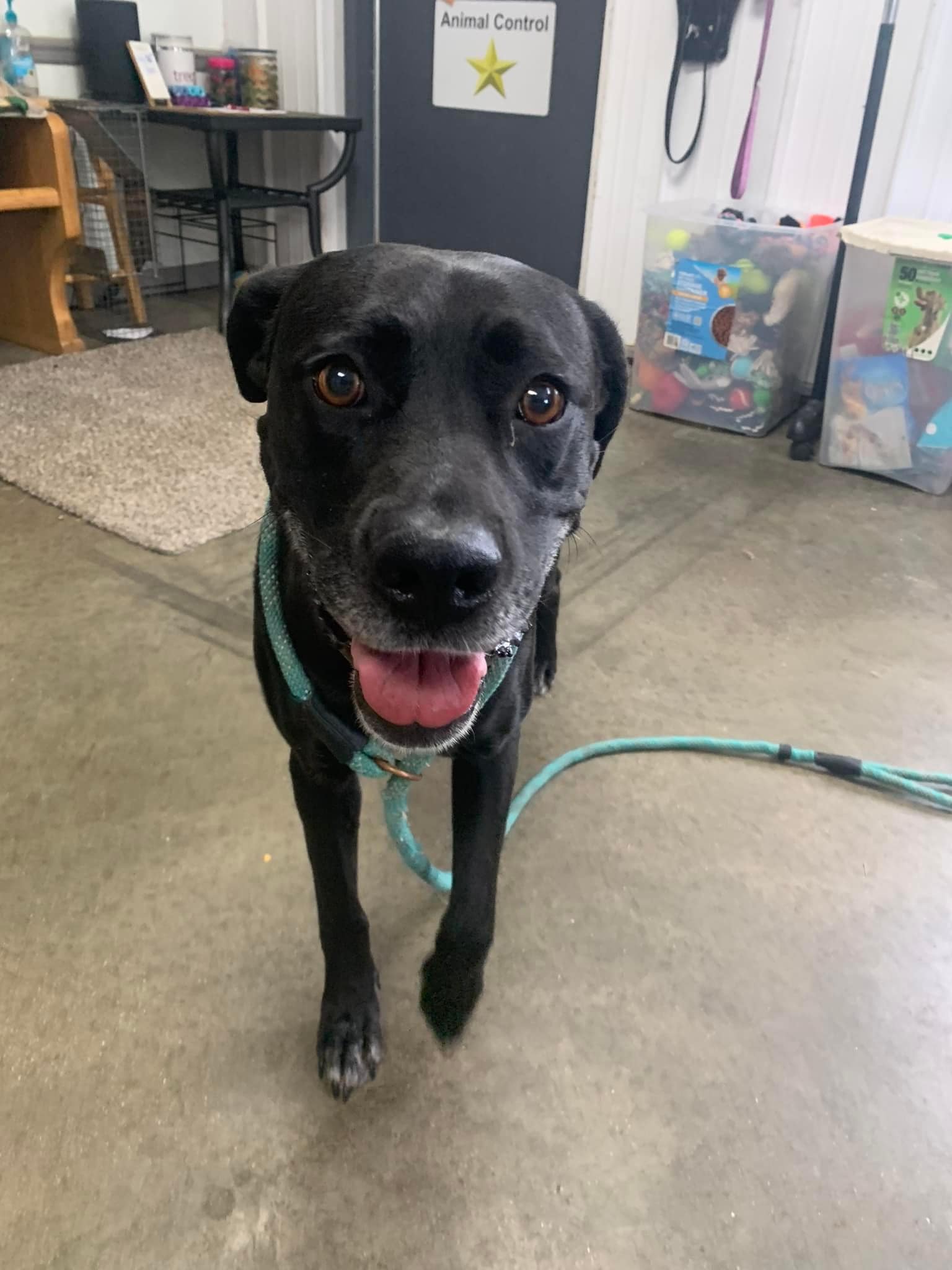 adoptable Dog in Fairfield, IL named estelle