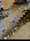 adoptable Dog in  named Nomad