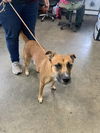 adoptable Dog in , IL named Sandy