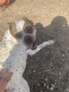 adoptable Dog in , IL named cupcake