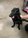 adoptable Dog in  named abel