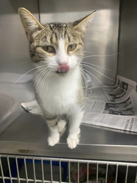 picture of the cat needing adoption