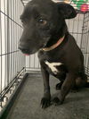 adoptable Dog in  named cletus