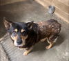 adoptable Dog in  named malibu