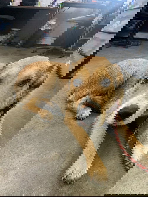 picture of the dog needing adoption