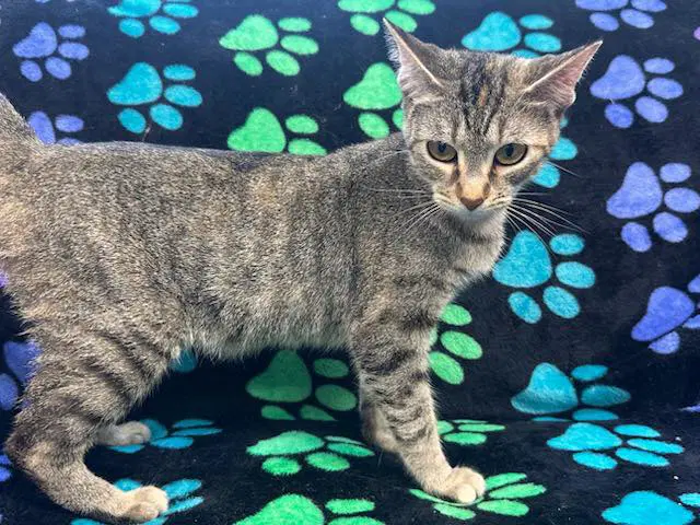 Sunshine - Domestic Short Hair