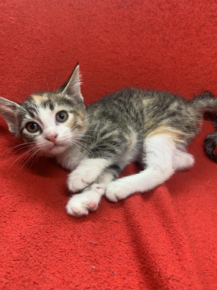 adoptable Cat in Fairfield, IL named Dipsy