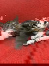adoptable Cat in , IL named Dipsy