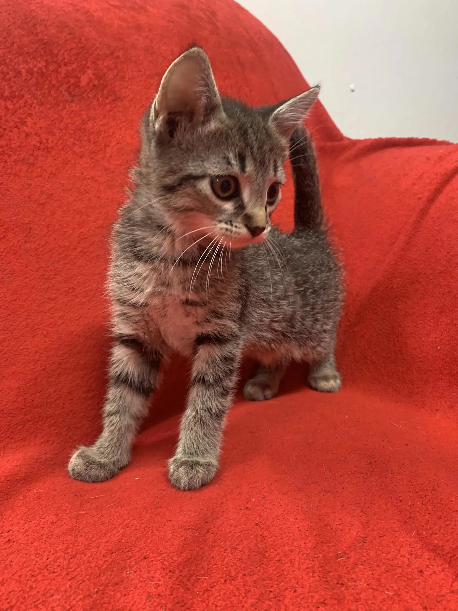 Laalaa - Domestic Short Hair