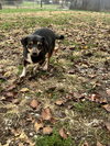 Juniper - Photo 2