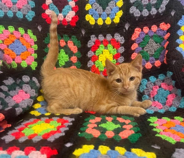 Simba