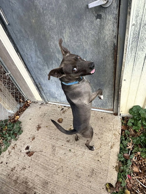 picture of the dog needing adoption