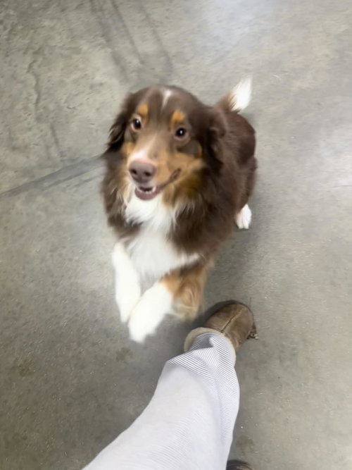 picture of the dog needing adoption