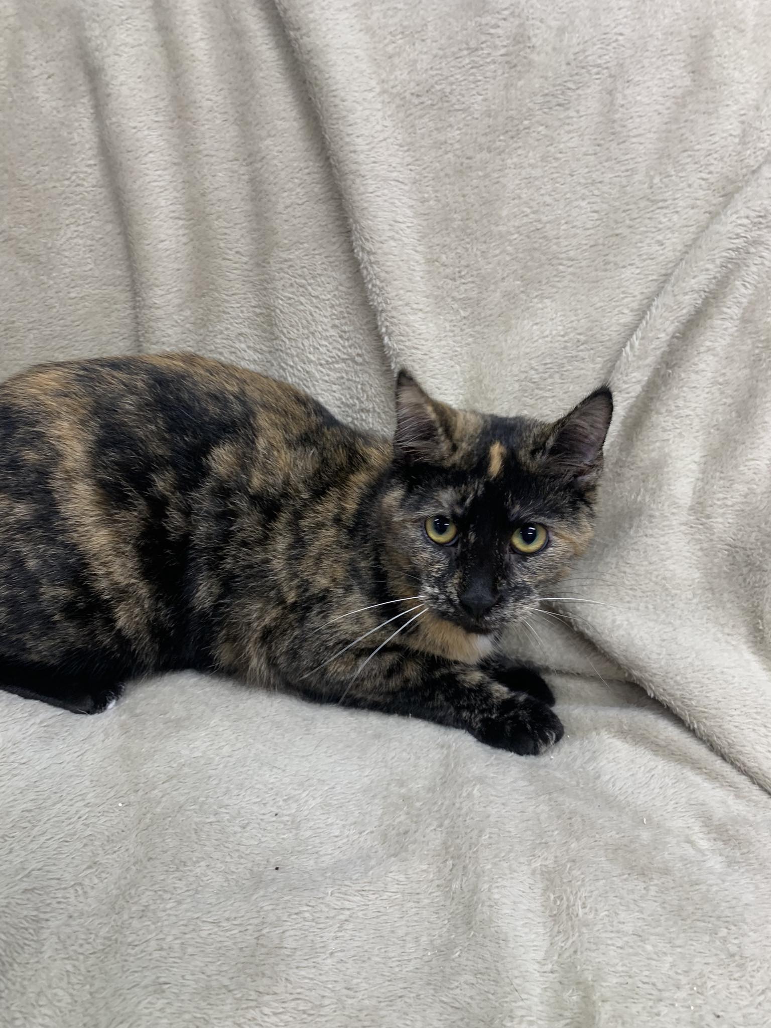 Peanut