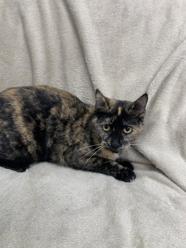 Peanut