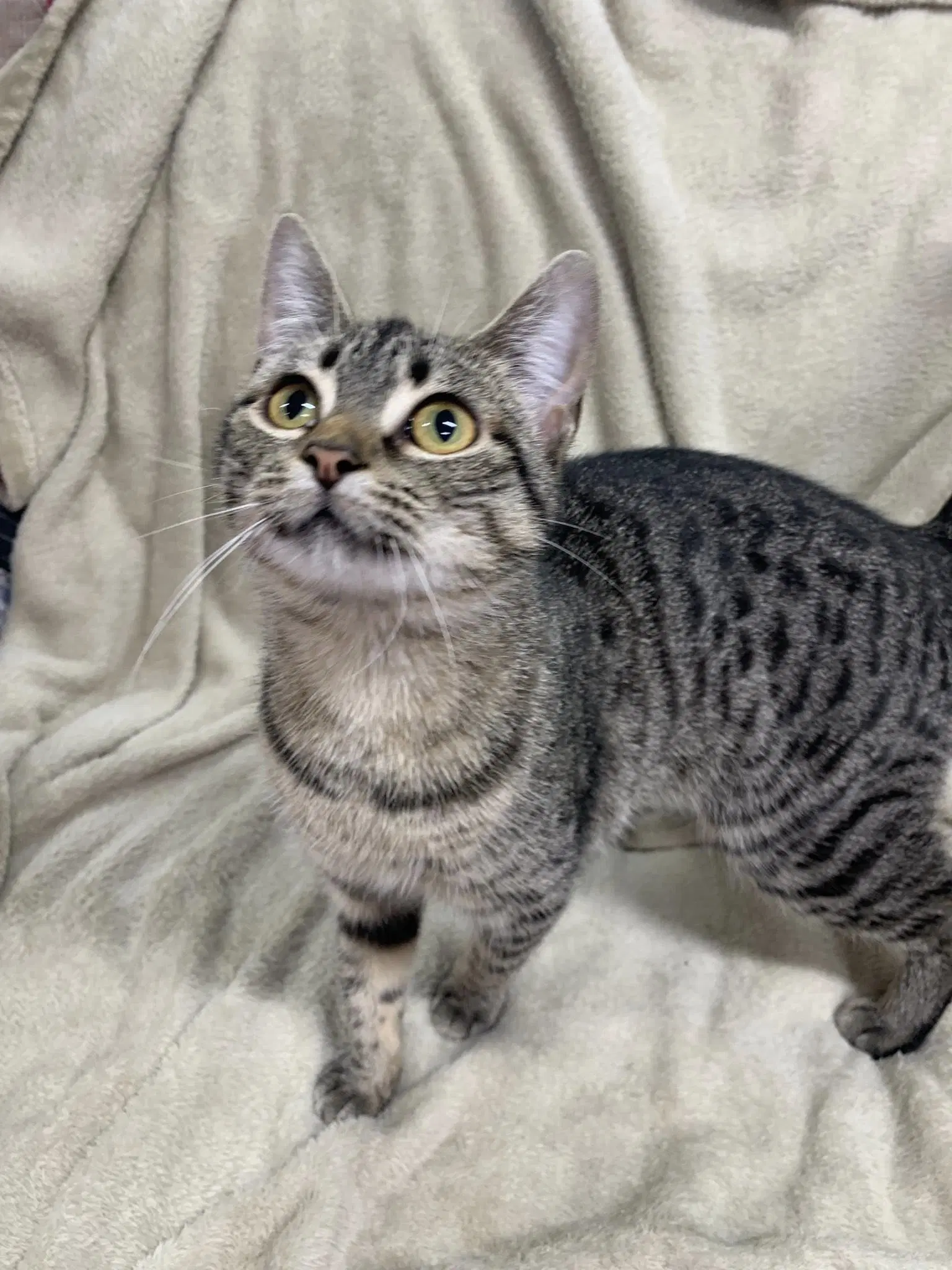 Prrtricia - Domestic Short Hair