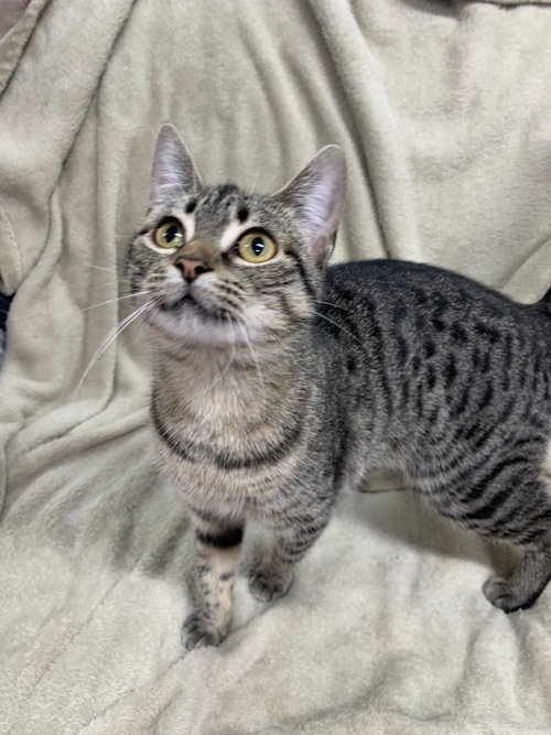 picture of the cat needing adoption