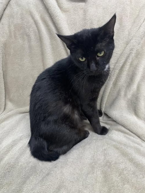 picture of the cat needing adoption