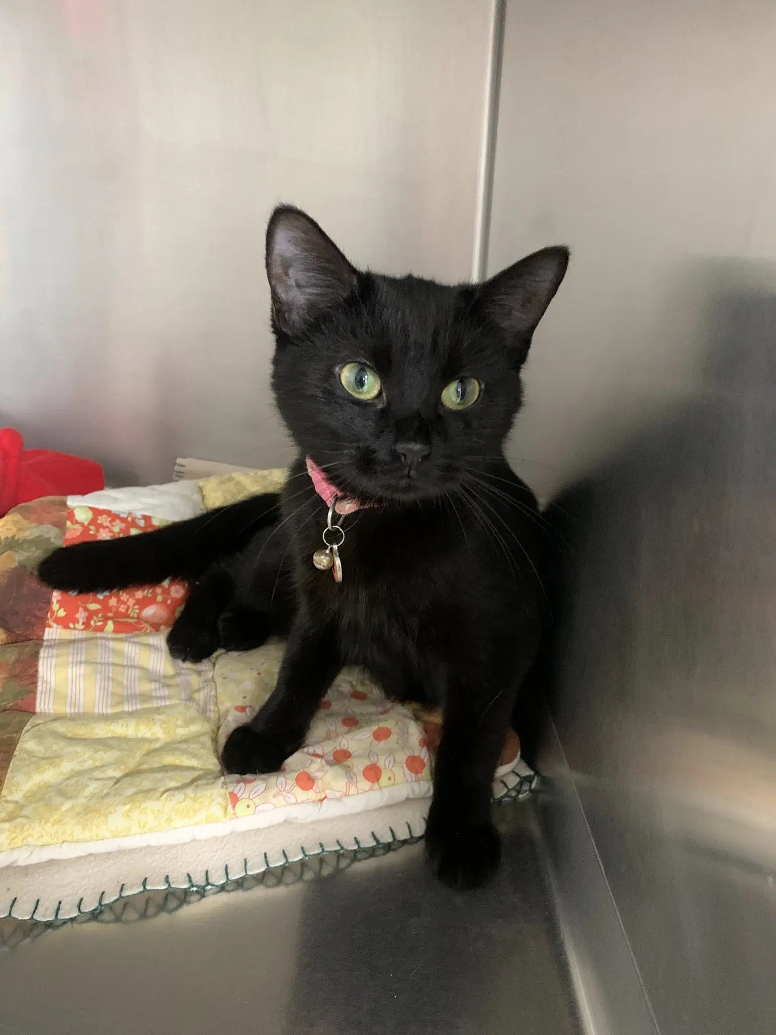 Sweet Pea - Domestic Short Hair