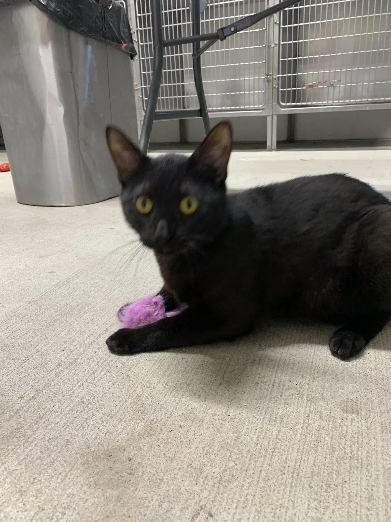 Marley - Domestic Short Hair