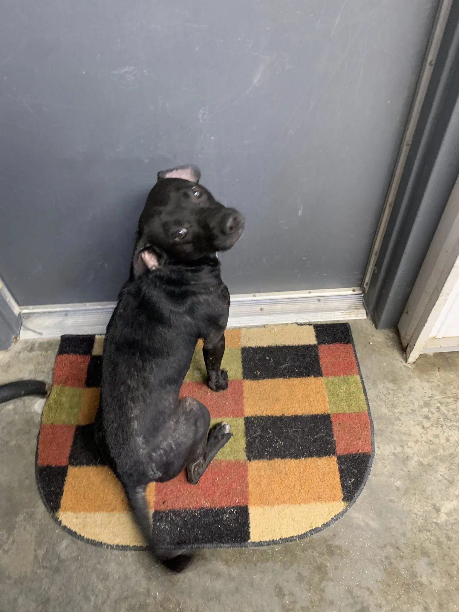Ruckus - Rat Terrier