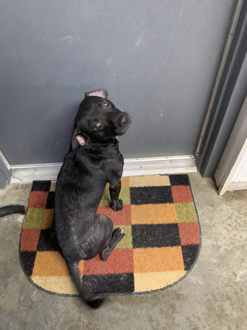 Ruckus, an adoptable Rat Terrier in Fairfield, IL