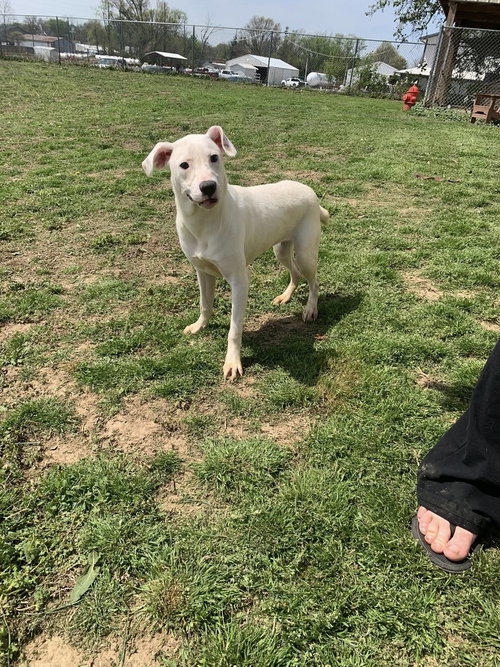 Casper, an adoptable American Pit Bull Terrier in Fairfield, IL