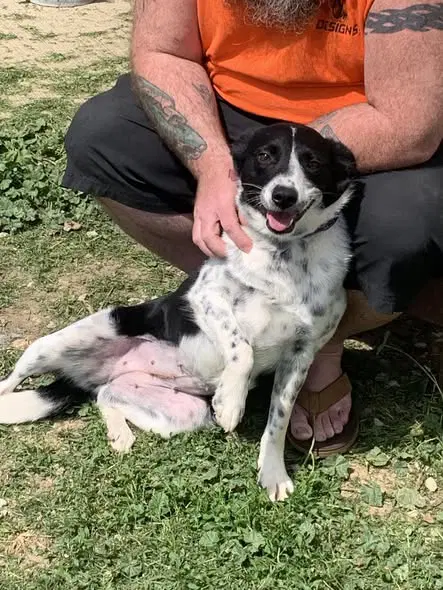 Dotti - Collie