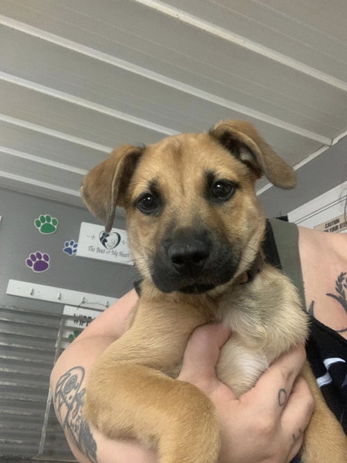 Wendy, an adoptable Black Mouth Cur in Fairfield, IL