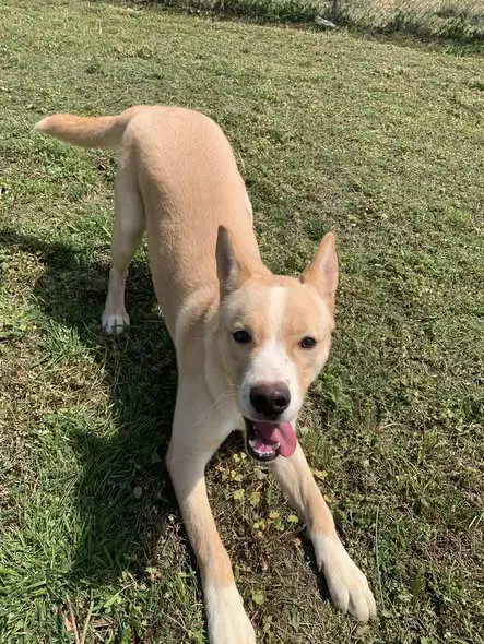 Jasper - Shepherd
