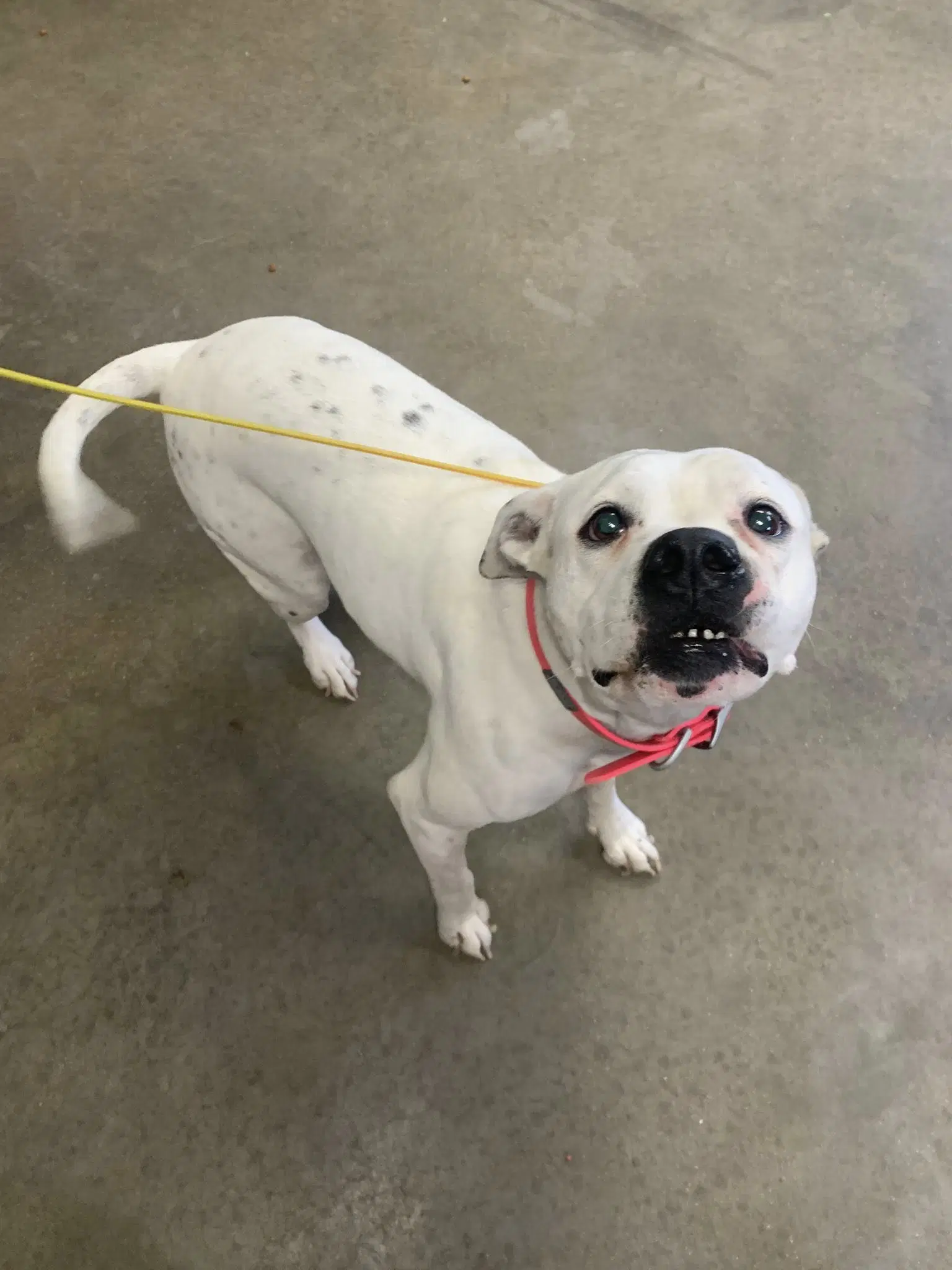 Pebbles - Boxer