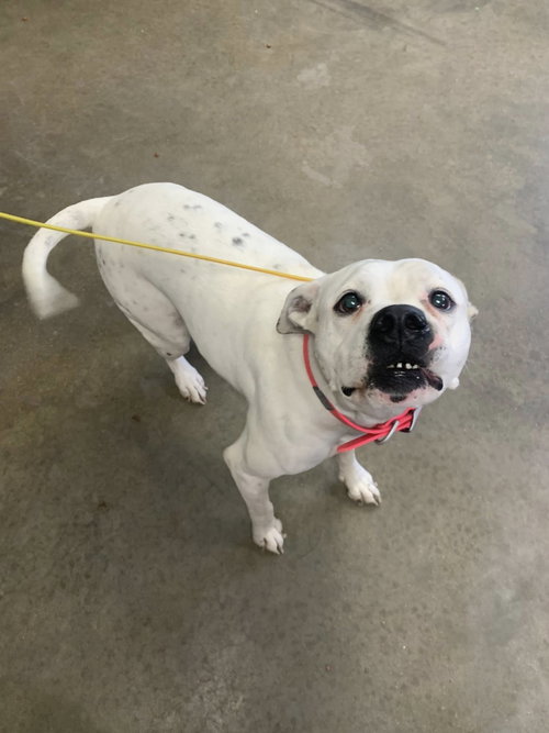 picture of the dog needing adoption